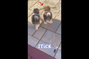 2 Cute Puppies 😍 Chasing On Stick