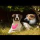2 Minutes of the World's CUTEST Puppies!🐶💕