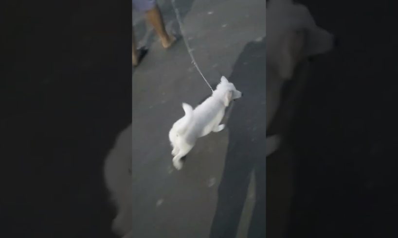 2 cute puppies 🐶 #cutedog #shorts