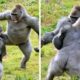 20 MOST BRUTAL Gorilla FIGHTS Ever Caught On Camera!