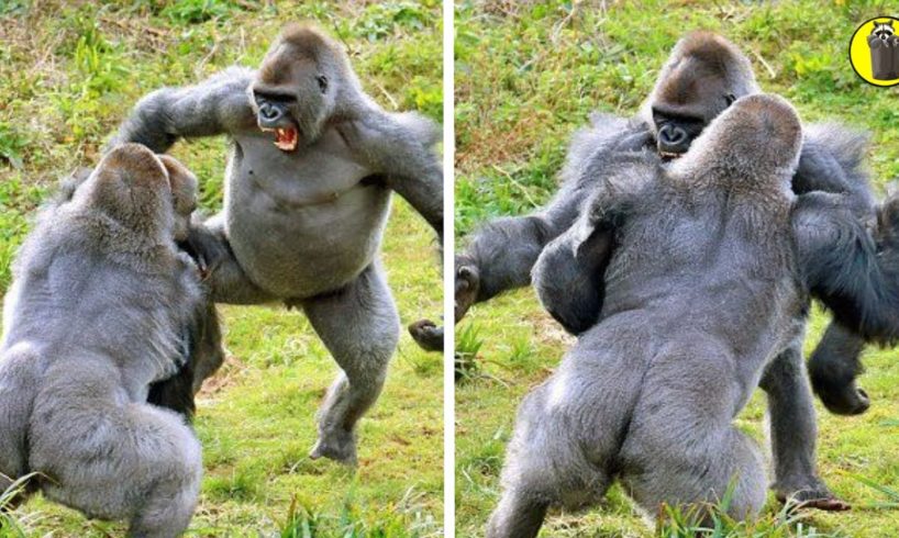 20 MOST BRUTAL Gorilla FIGHTS Ever Caught On Camera!