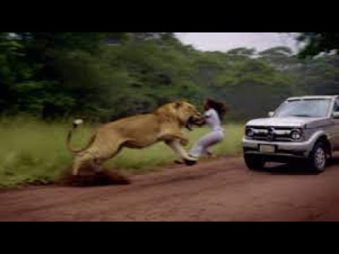 20 moments  When Animals Go On A Rampage||Animal-Fight