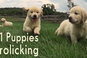 21 Adorable Golden Retrievers Puppies Play in a Field