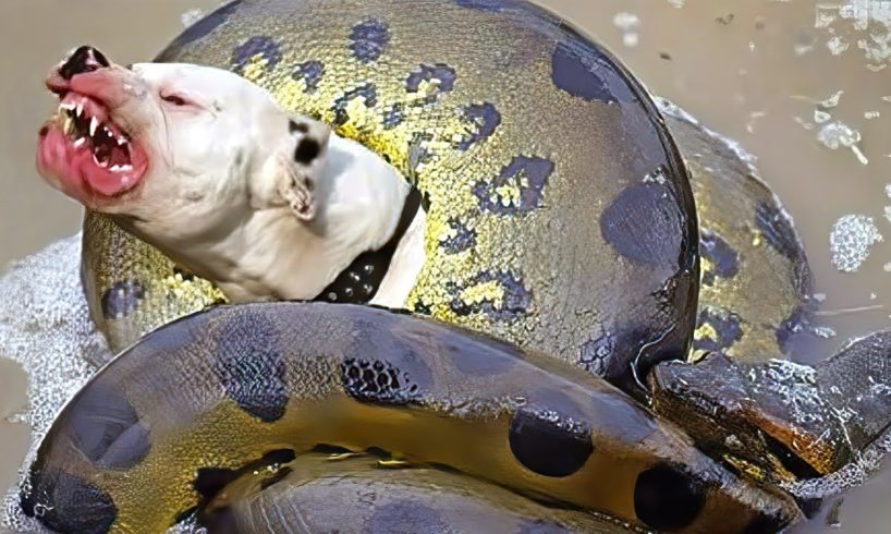 30 Animals That Asked People For Help & Kindness !