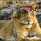 30 Battles To The Last Breath Of The Lion King To Compete For Dominance | Animal Fights