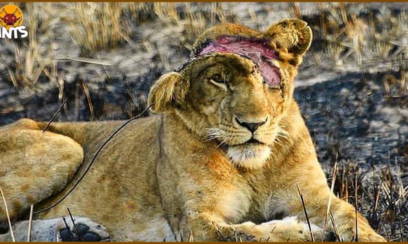 30 Battles To The Last Breath Of The Lion King To Compete For Dominance | Animal Fights