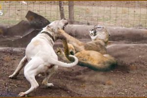 30 Big Fight Between Dogo and Puma, Puma Fell Into Tragedy | Animal Fights