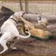 30 Big Fight Between Dogo and Puma, Puma Fell Into Tragedy | Animal Fights