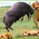 30 Chases Of Wild Buffalo vs Lion, The Hunter Fails Before The Ferocious Prey | Animal Fights