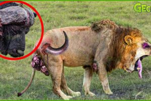 30 Heart-Pounding Lion Attacks and Wildlife Face-Offs! | Animal Fights