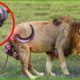 30 Heart-Pounding Lion Attacks and Wildlife Face-Offs! | Animal Fights