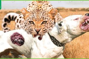 30 Incredible Moments Leopards Brutally Attack Dogs And Other Animals | Animal Fight