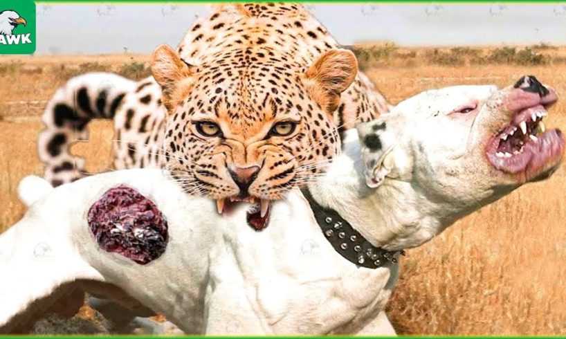 30 Incredible Moments Leopards Brutally Attack Dogs And Other Animals | Animal Fight