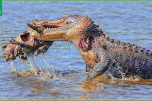 30 Incredible Moments The Strongest Predator In The Swamp Goes Hunting | Animal Fight