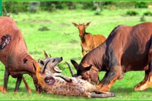 30 Incredible Moments Topi Antelopes Fight To Protect Their Young From Hungry Hyenas | Animals Fight