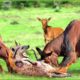 30 Incredible Moments Topi Antelopes Fight To Protect Their Young From Hungry Hyenas | Animals Fight