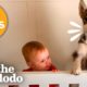 30+ Minutes Of Animals Who Tug At Your Heartstrings | The Dodo