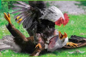 30 Moments Foolish Eagle Pay The Price When It Think Rooster Is A Weak Prey | Animal Fight