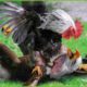 30 Moments Foolish Eagle Pay The Price When It Think Rooster Is A Weak Prey | Animal Fight