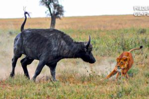 30 Moments Predators Fail While Hunting Their Prey - Animal Fights