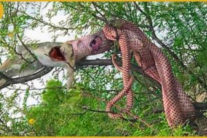 30 Moments Python Swallows Its Prey On A Tree And Gets Injured Caught On Camera | Animal Fights