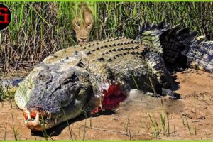 30 Moments This crocodile is doomed! Rare animal fighting with crocodile - caught on camera