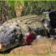 30 Moments This crocodile is doomed! Rare animal fighting with crocodile - caught on camera