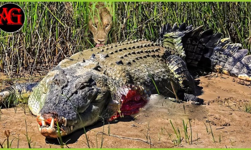 30 Moments This crocodile is doomed! Rare animal fighting with crocodile - caught on camera