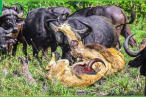 30 Moments When Buffalo Use Their Horns To Injure Lions, What Happens Next? | Animal Fight