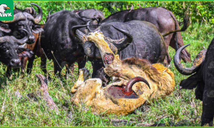 30 Moments When Buffalo Use Their Horns To Injure Lions, What Happens Next? | Animal Fight