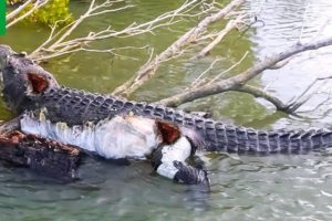 30 Moments When Crocodiles Are Injured And Animals Fight For Their Lives | Animal Fight