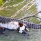 30 Moments When Crocodiles Are Injured And Animals Fight For Their Lives | Animal Fight