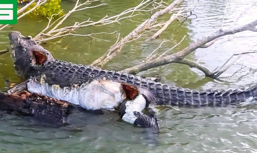 30 Moments When Crocodiles Are Injured And Animals Fight For Their Lives | Animal Fight