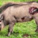30 Moments When Warthogs Are Injured And Animal Fight For Their Lives
