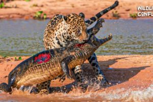 30 Most Terrible Moments When Big Cats Fight Against Crocodiles - Animal Fight