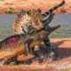 30 Most Terrible Moments When Big Cats Fight Against Crocodiles - Animal Fight