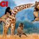 30 moments Giraffes Fight And Wild Animals Break Their Necks | animal fights