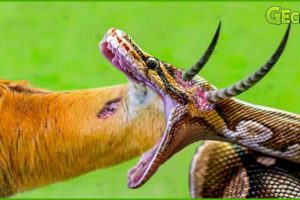 35 Final Battles When Python Is Impaled By The Impala's Sharp Horns | Animal Fights