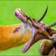 35 Final Battles When Python Is Impaled By The Impala's Sharp Horns | Animal Fights