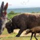 35 Moments Komodo Dragon Tore Face And Brutally Torture Buffalo | Animal Fights