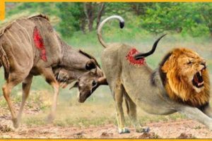 37 Horrific Moments When Deadly Horns Crush Predators  Animal Fight