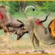 37 Horrific Moments When Deadly Horns Crush Predators  Animal Fight