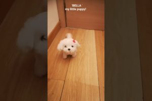 'BELLA' the smallest, cutest, puppy in the world!