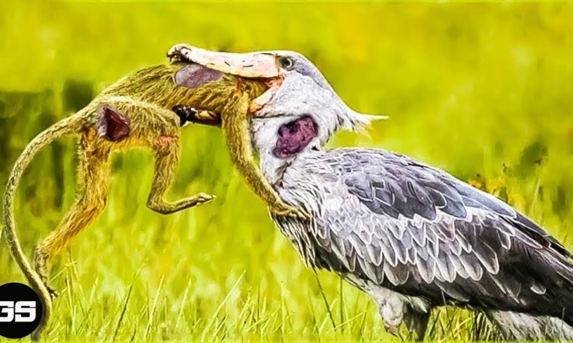 45 Ferocious Moments of Birds Hunting Their Next Meal - Animal Fights | Bird Fights