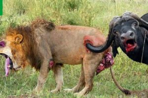 45 MOMENTS ETERNAL ENMOMOUS ! Confrontation Between Lions And Buffaloes | Animal Fights