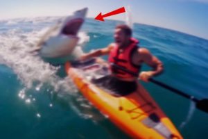 6 Shark Encounters You Will Never Forget!