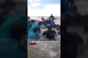 60 000 Pound Humped Whale Rescue #whale