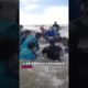 60 000 Pound Humped Whale Rescue #whale