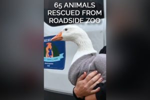 65 Animals Rescued From Roadside Zoo #youtubeshortsvideo #animalrescue