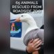 65 Animals Rescued From Roadside Zoo #youtubeshortsvideo #animalrescue